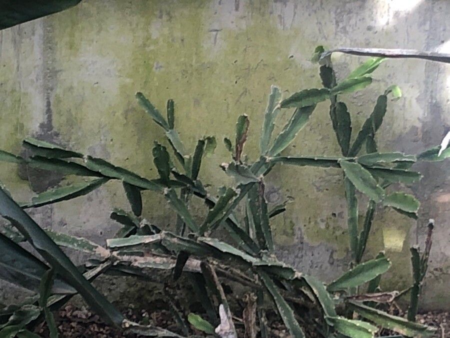 Rhipsalis russellii leaf