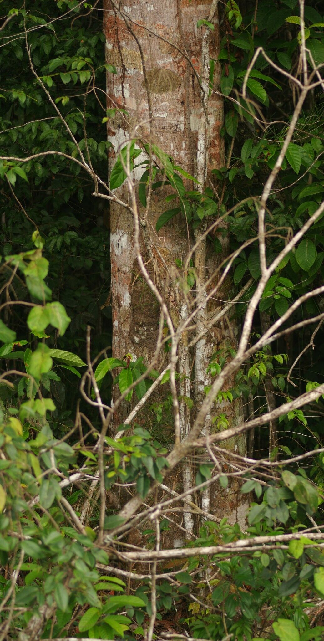 Tachigali micropetala bark