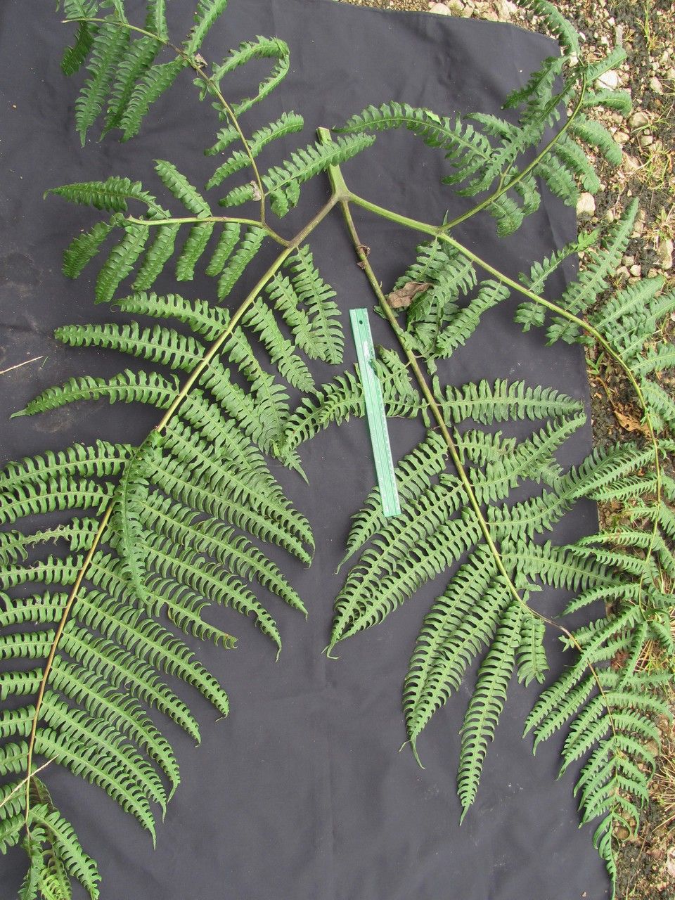Pteris navarrensis — search result for 'Pteris'