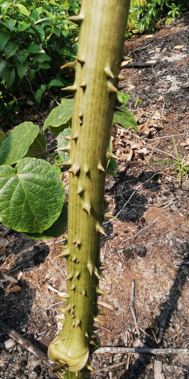 Dioscorea mangenotiana bark