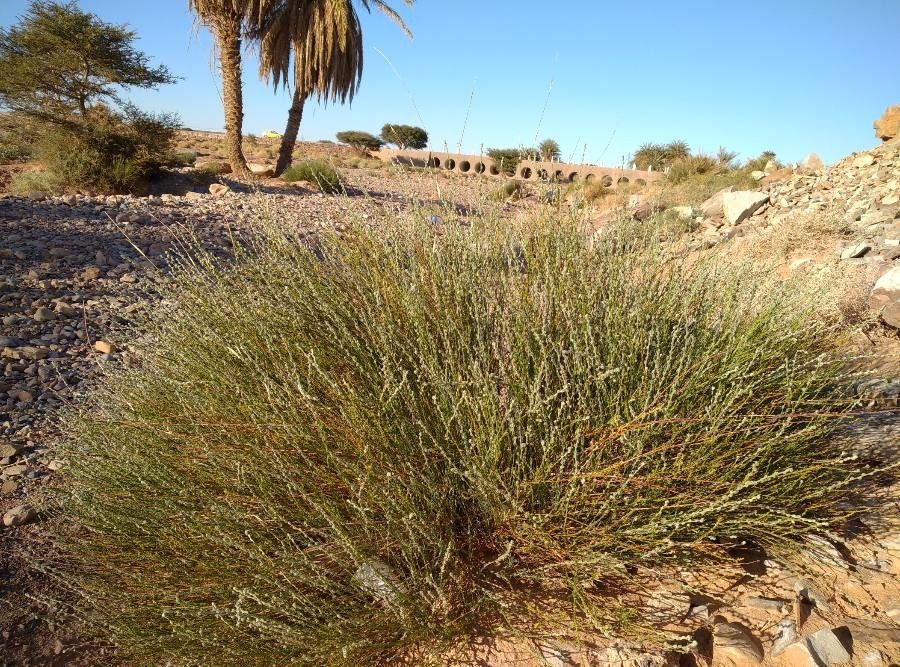 Thymelaea antiatlantica — related species from the same genus