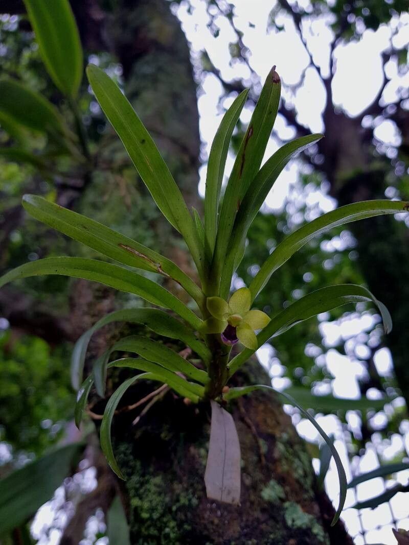 Dichaea trulla — houseplant care guide