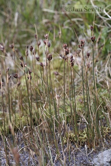 Juncus castaneus habit
