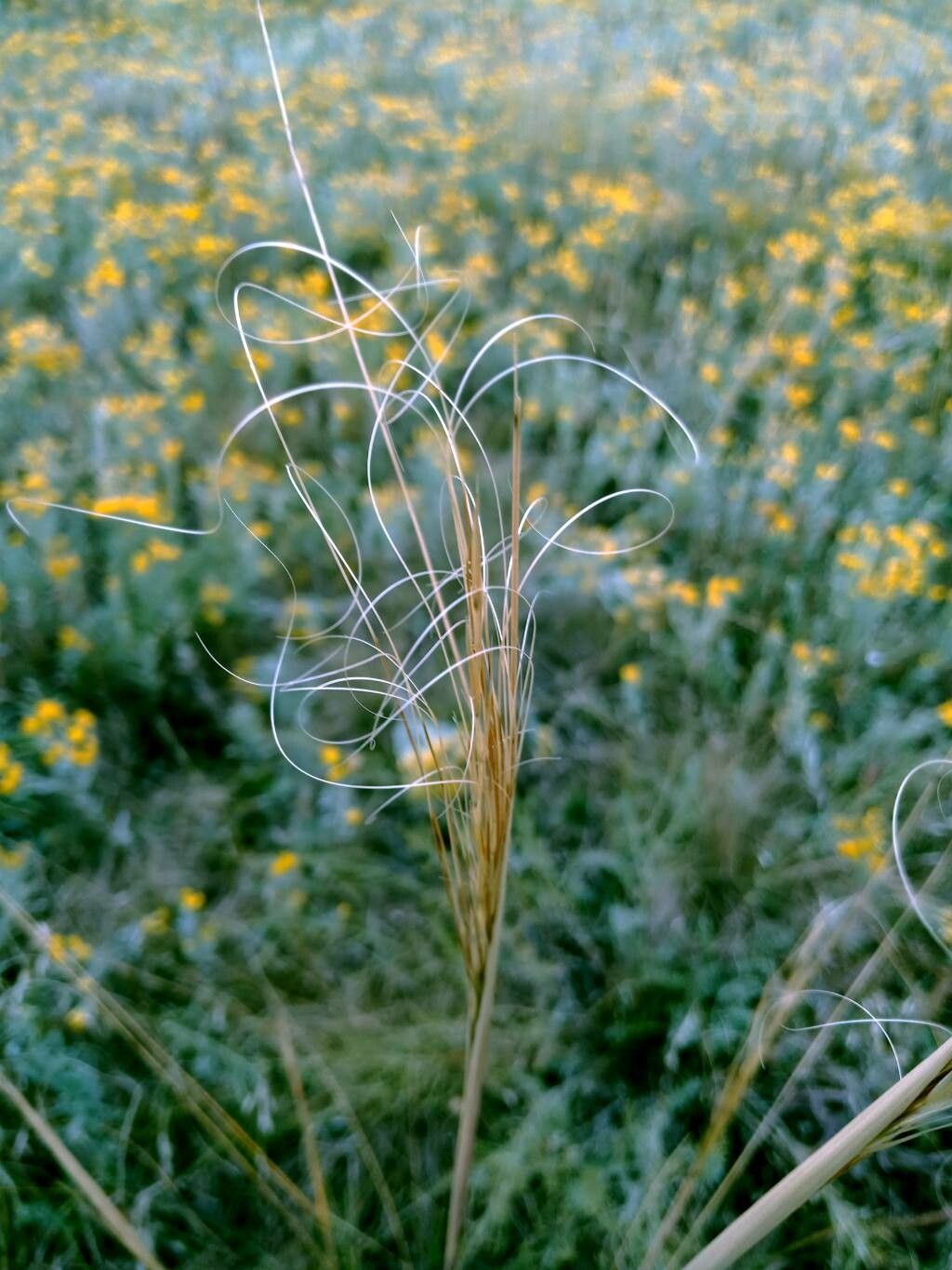 Stipa capillata