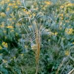 Stipa capillata