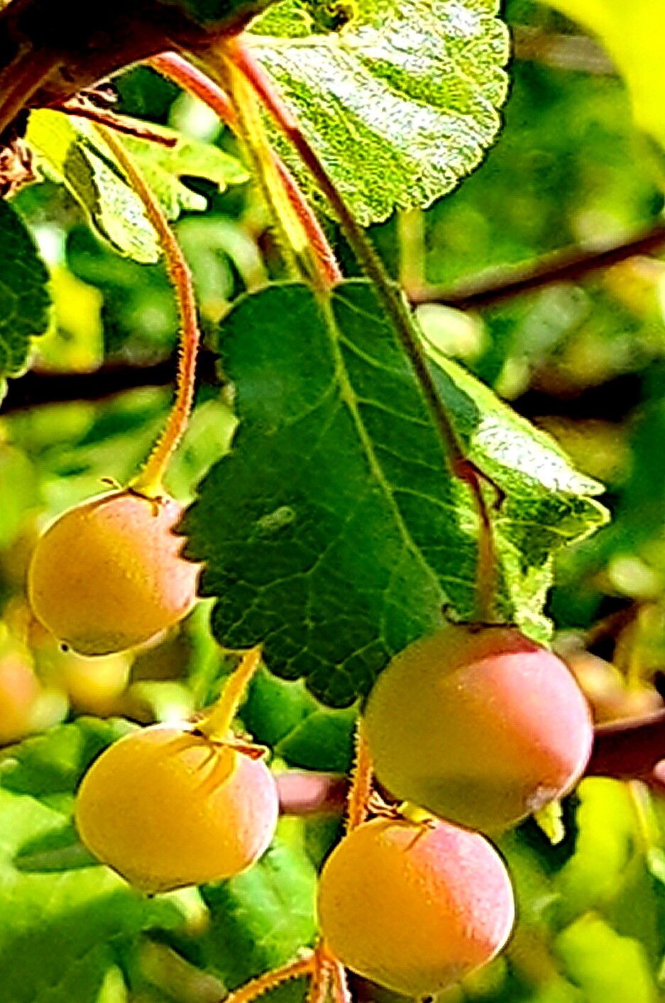 Bursera epinnata — related species from the same genus