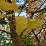 Ginkgo biloba
