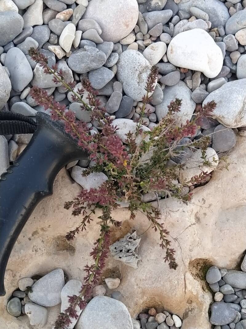 Micromeria microphylla — houseplant care guide