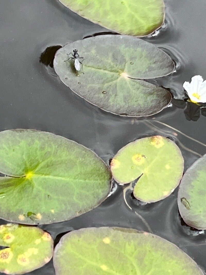 Nymphoides cordata — related species from the same genus