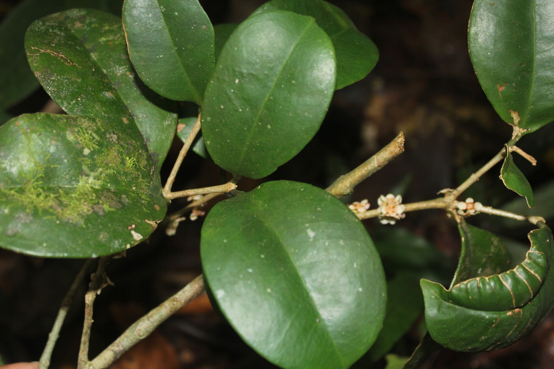 Eugenia riosiae — houseplant care guide