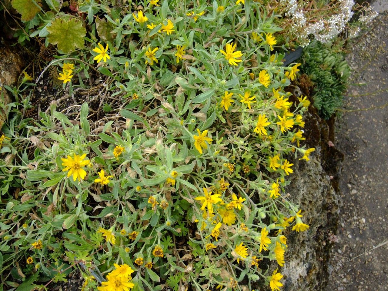 Heterotheca pumila habit