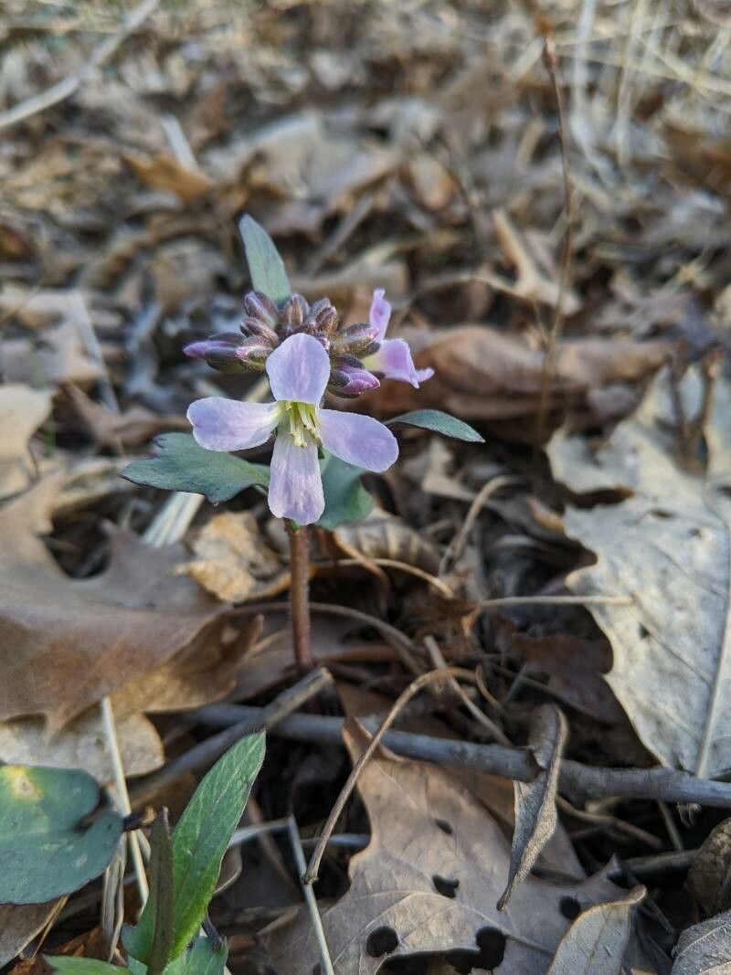 Cardamine douglassii flower