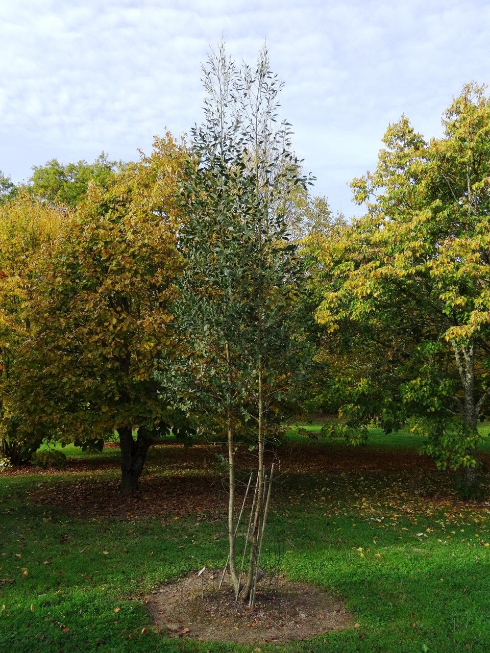 Eucalyptus subcrenulata habit