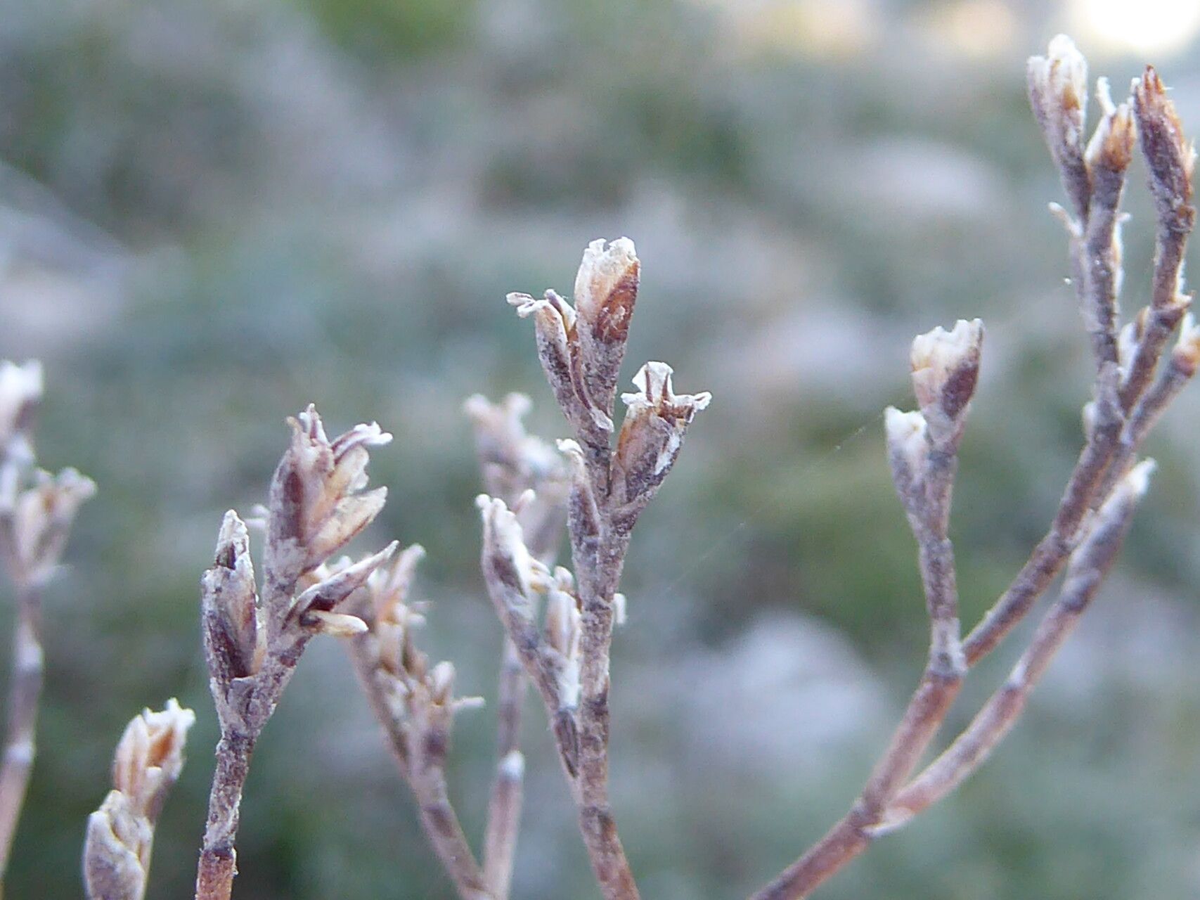 Limonium pseudominutum fruit