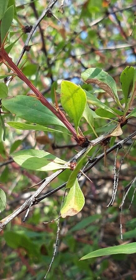 Berberis canadensis leaf