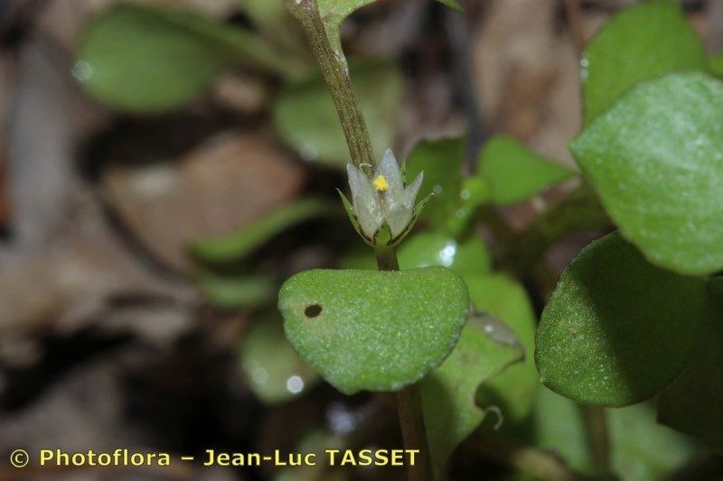 Lysimachia tyrrhenia bark
