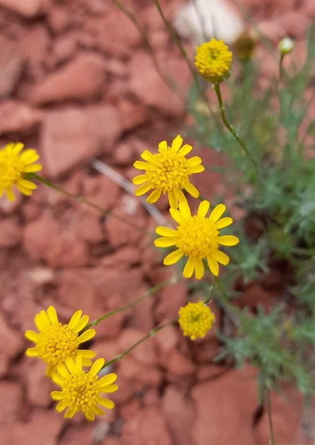 Senecio pinnatus flower