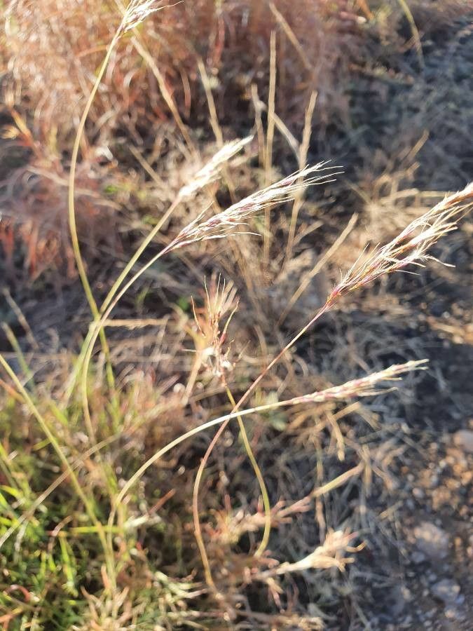Chrysopogon plumulosus fruit