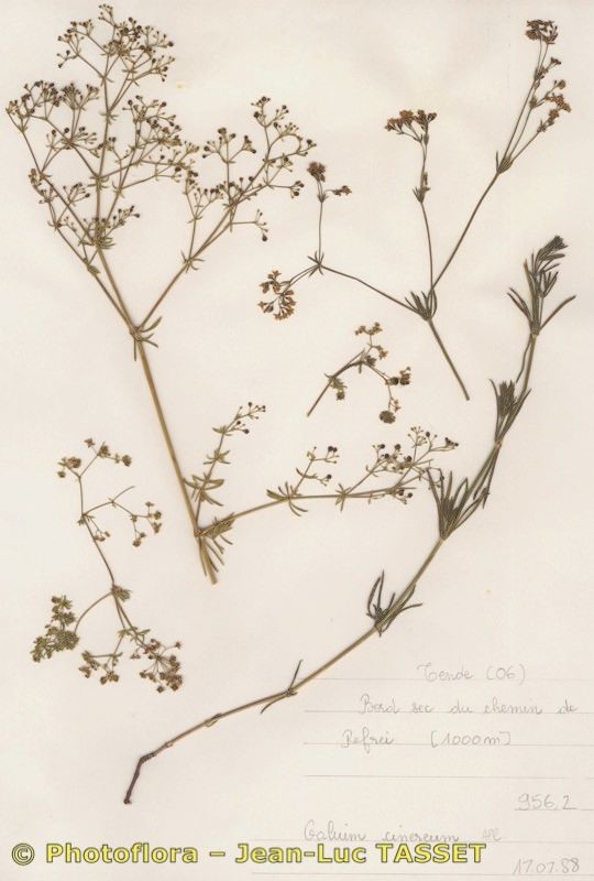 Galium cinereum — houseplant care guide