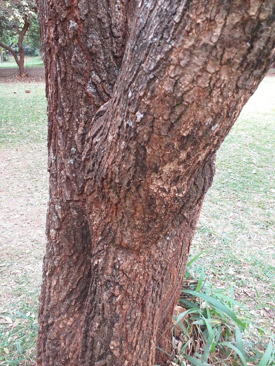 Croton megalocarpus bark