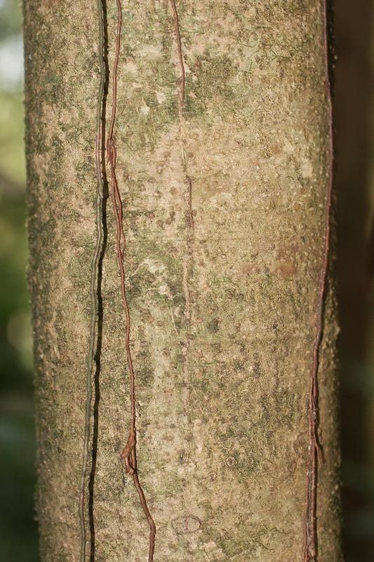 Eperua grandiflora bark
