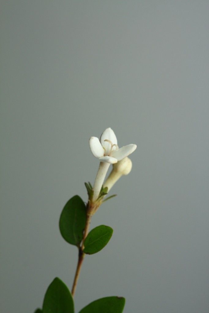 Psychotria lycioides flower