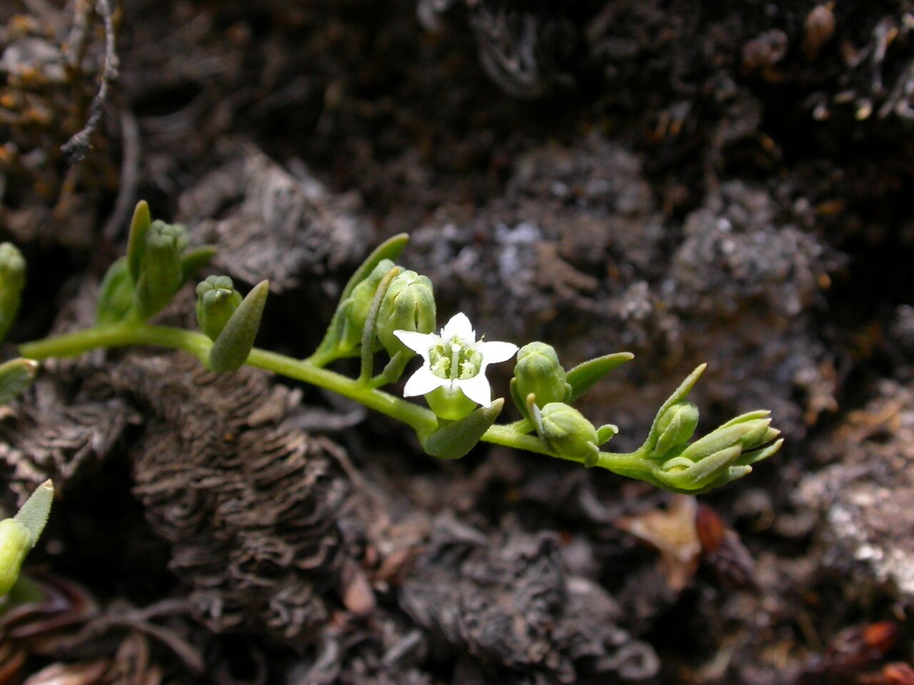 Thesium emodi — search result for 'Thesium'