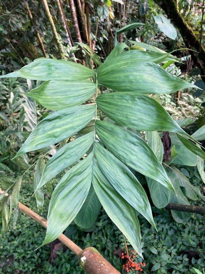 Chamaedorea pinnatifrons