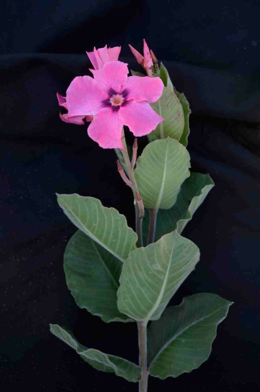 Mandevilla illustris flower