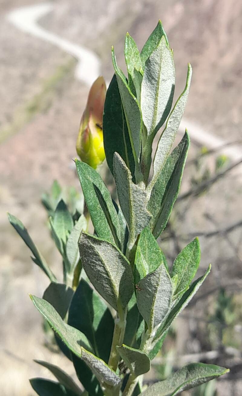 Mutisia kurtzii — houseplant care guide