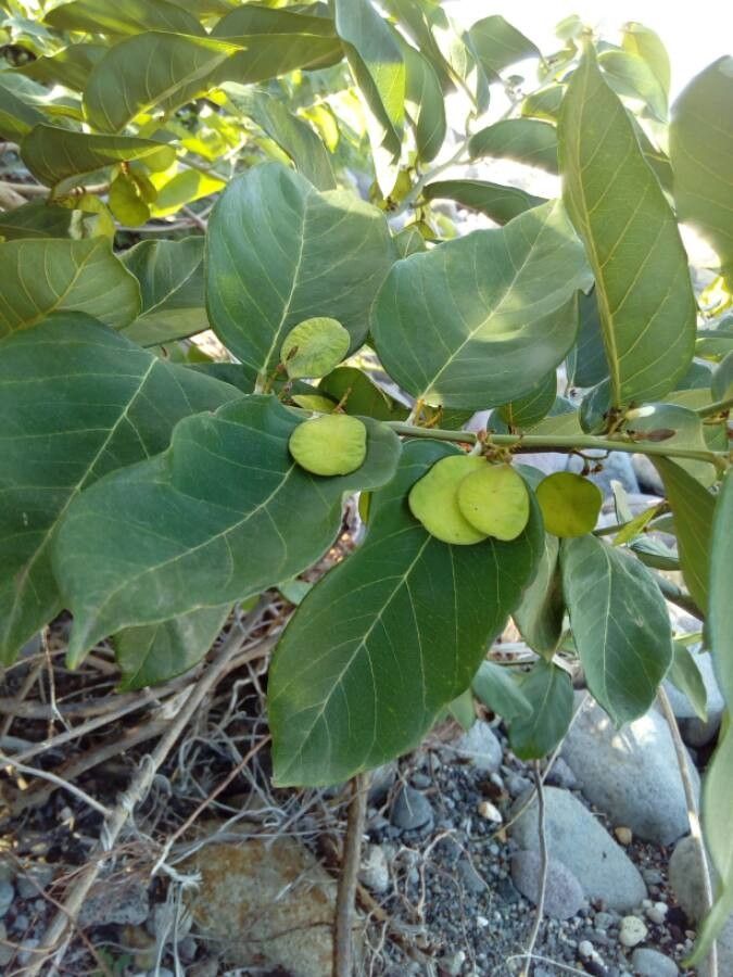 Dalbergia ecastaphyllum fruit