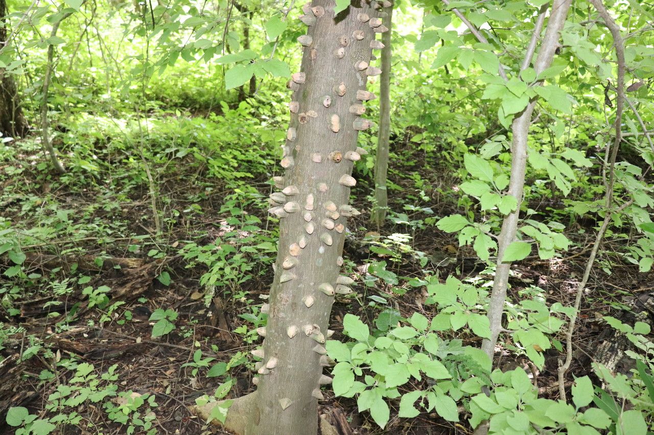 Zanthoxylum setulosum bark