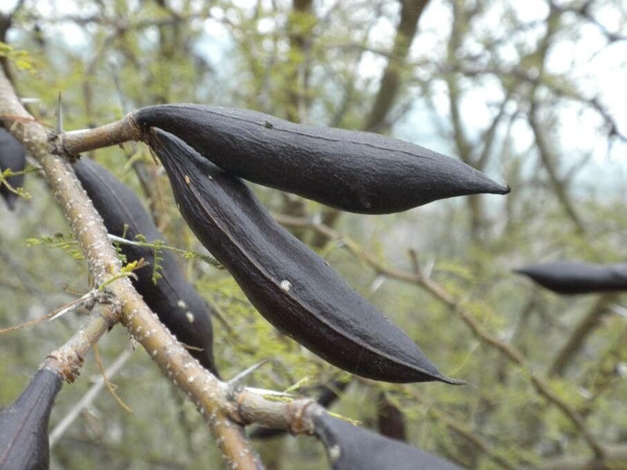 Acacia caven fruit