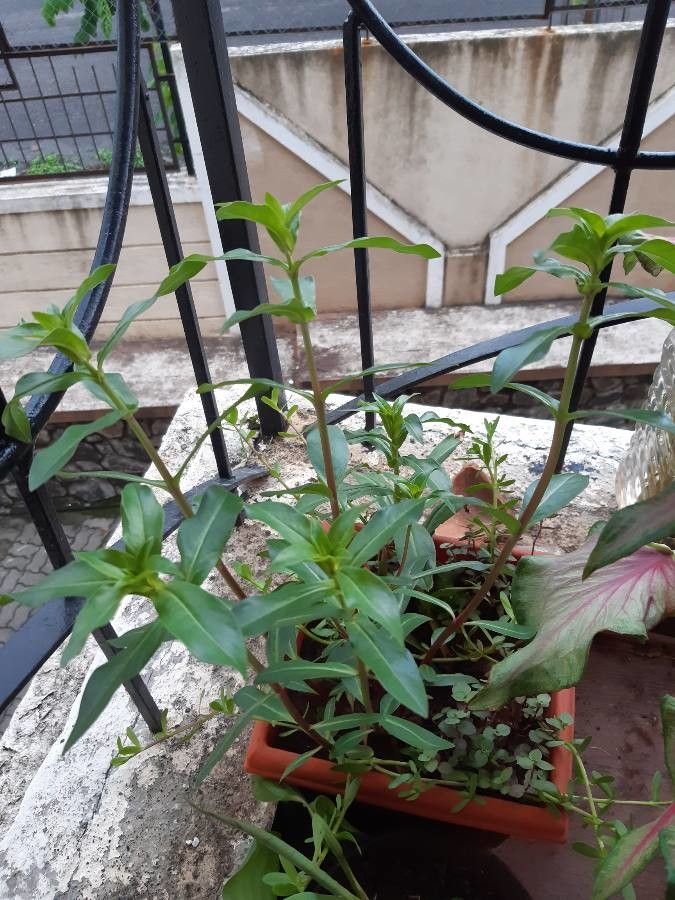 Ammannia baccifera leaf