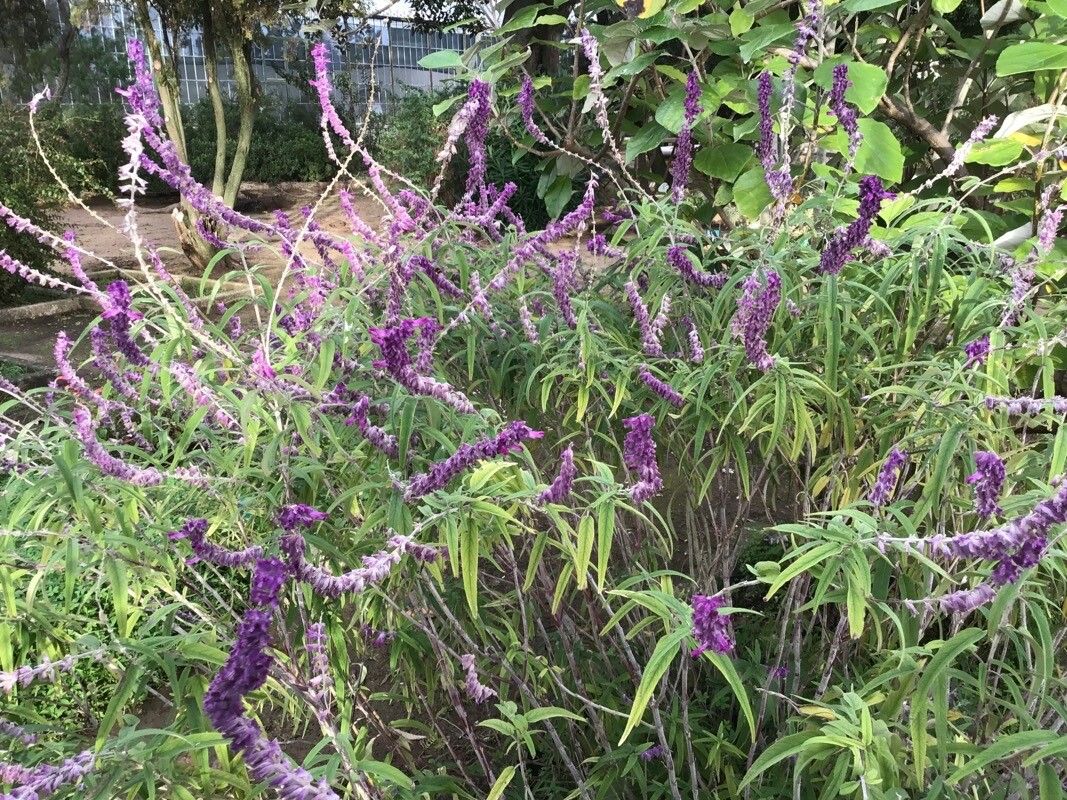 Salvia indigocephala — houseplant care guide
