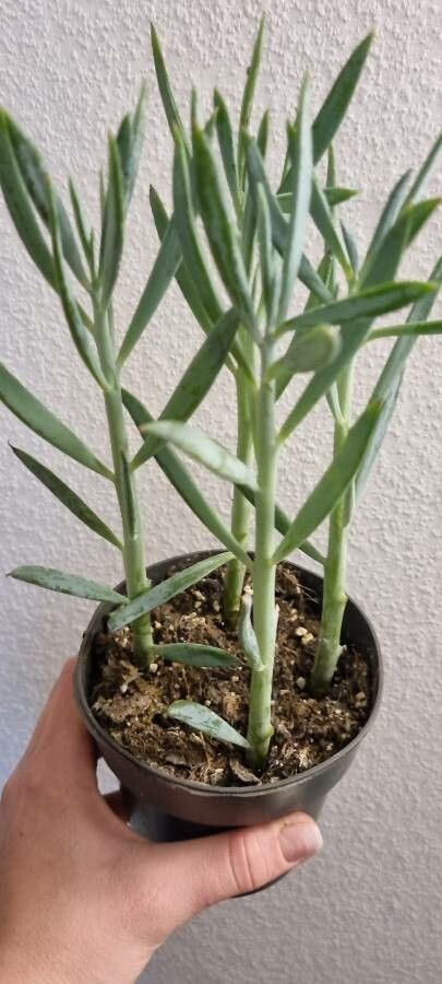 Senecio serpens fruit
