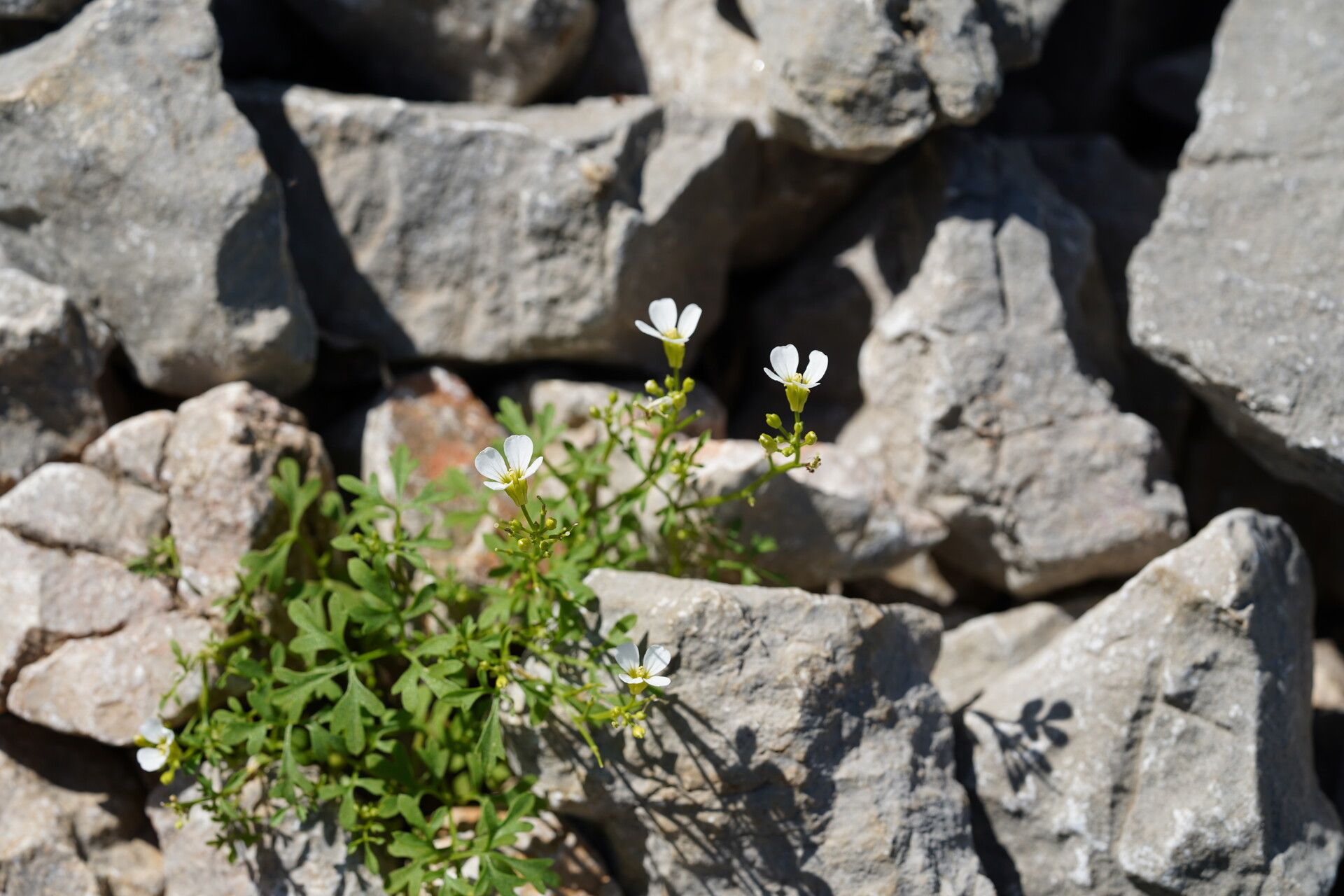 Cardamine maritima flower