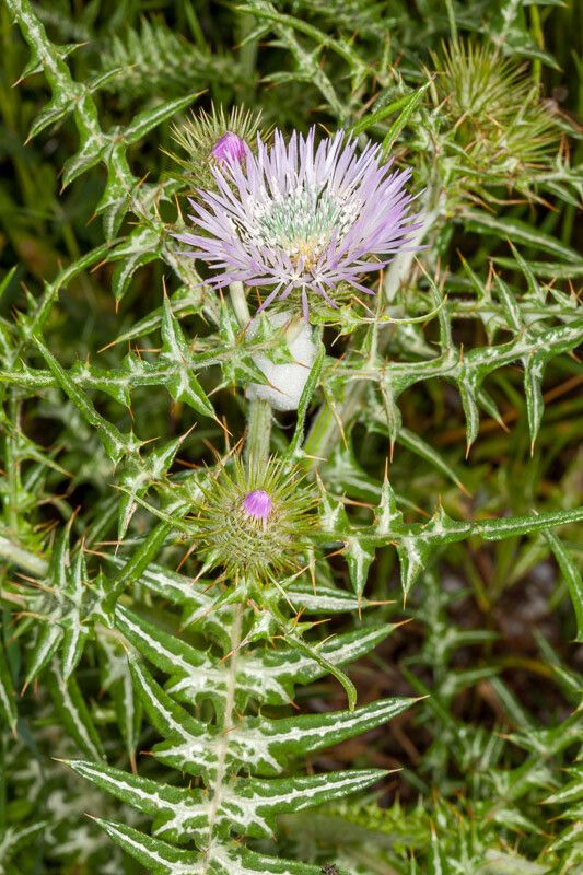 Galactites tomentosa flower