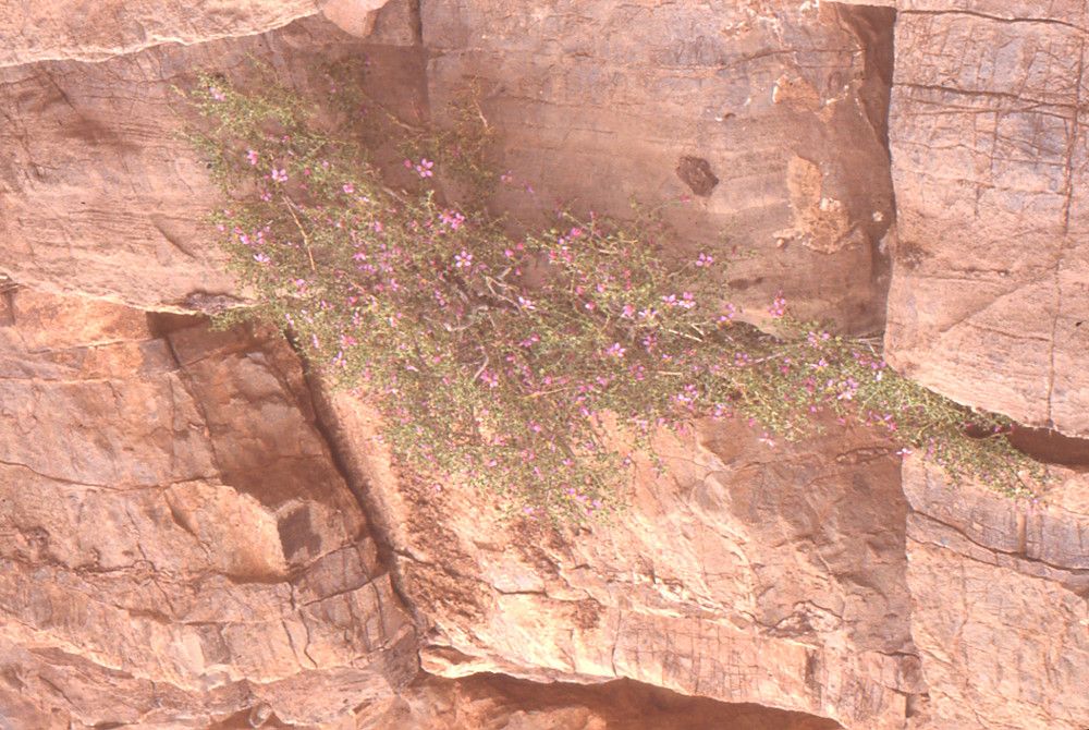 Zygophyllum harpago — houseplant care guide