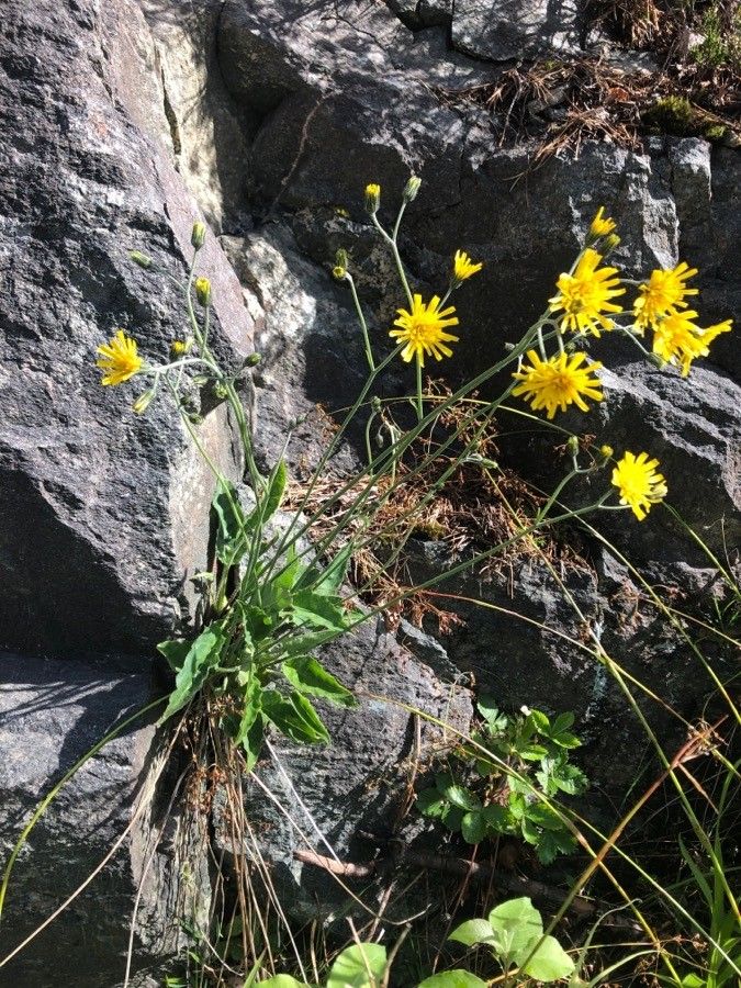 Hieracium cerinthoides habit