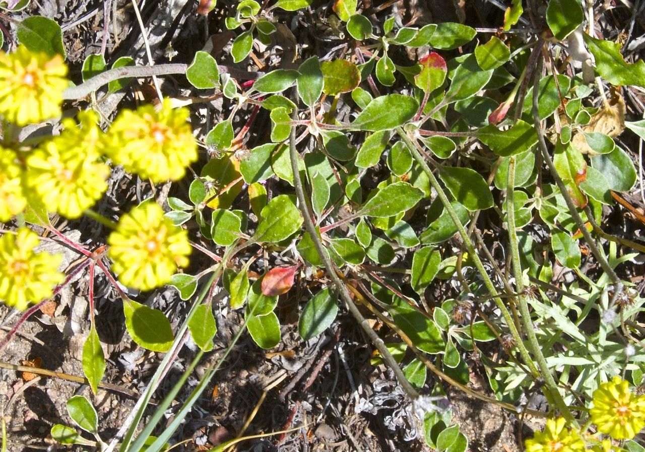Eriogonum umbellatum habit