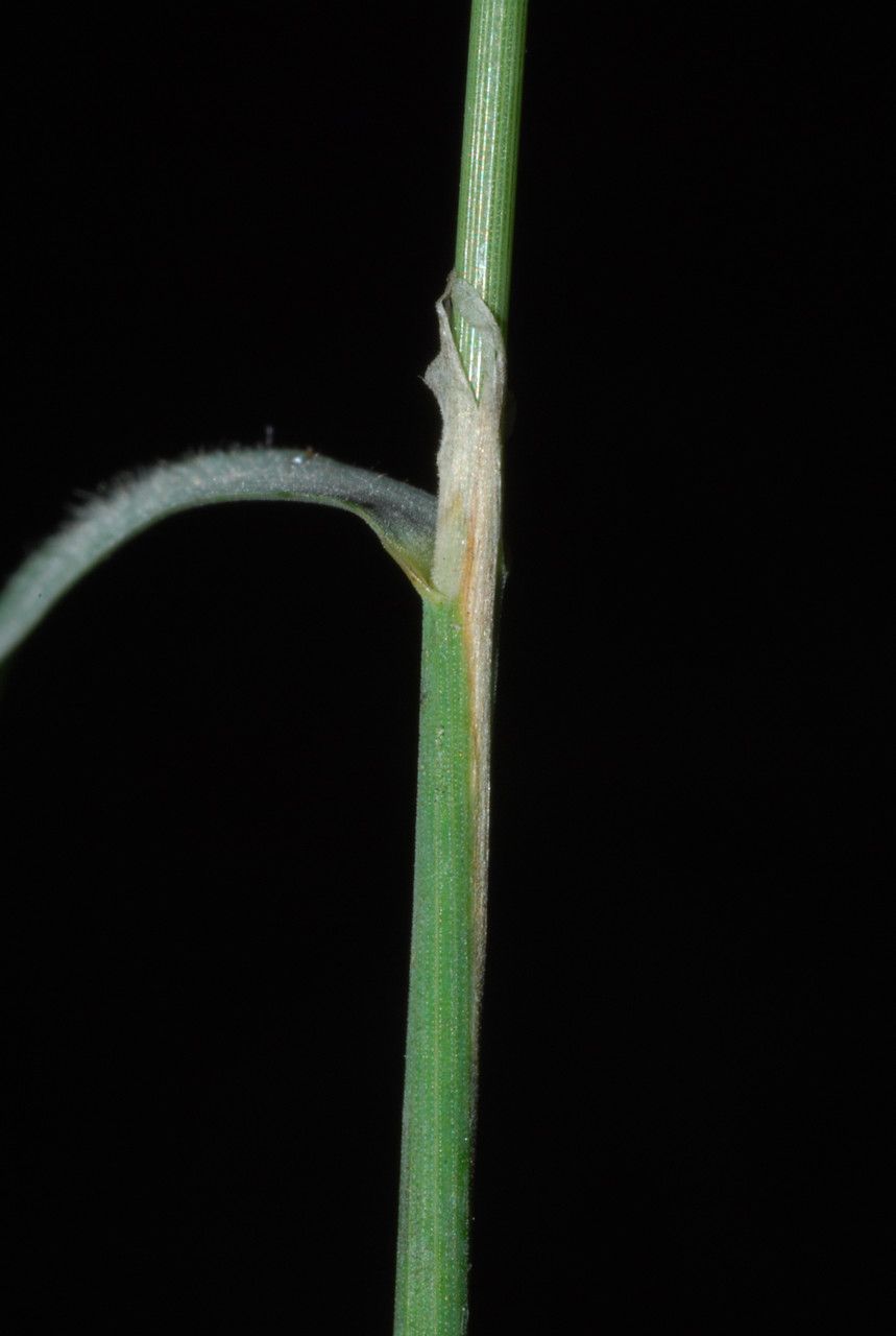 Calamagrostis phragmitoides — search result for 'Calamagrostis'