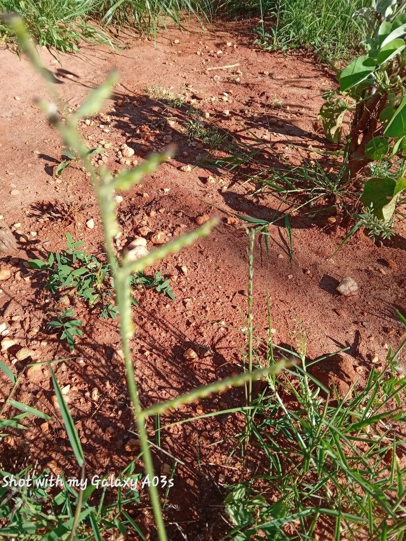 Moorochloa eruciformis flower