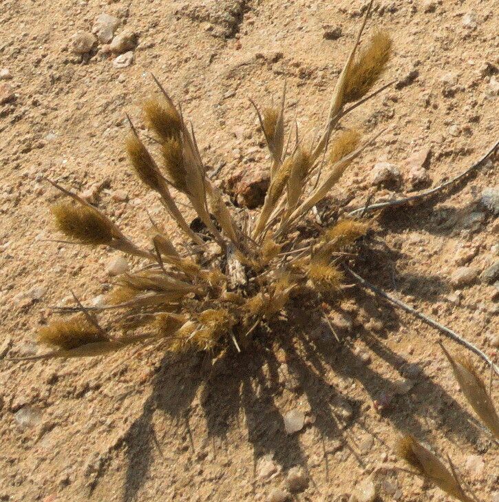 Phleum arenarium fruit