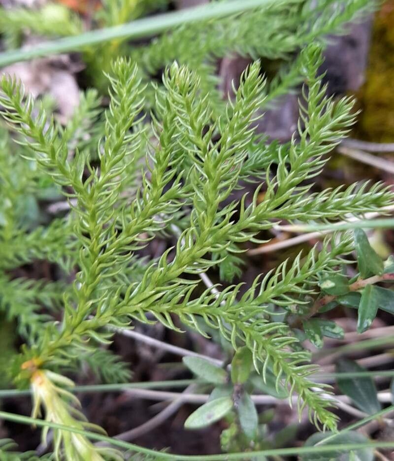 Lycopodium magellanicum — search result for 'Lycopodium'