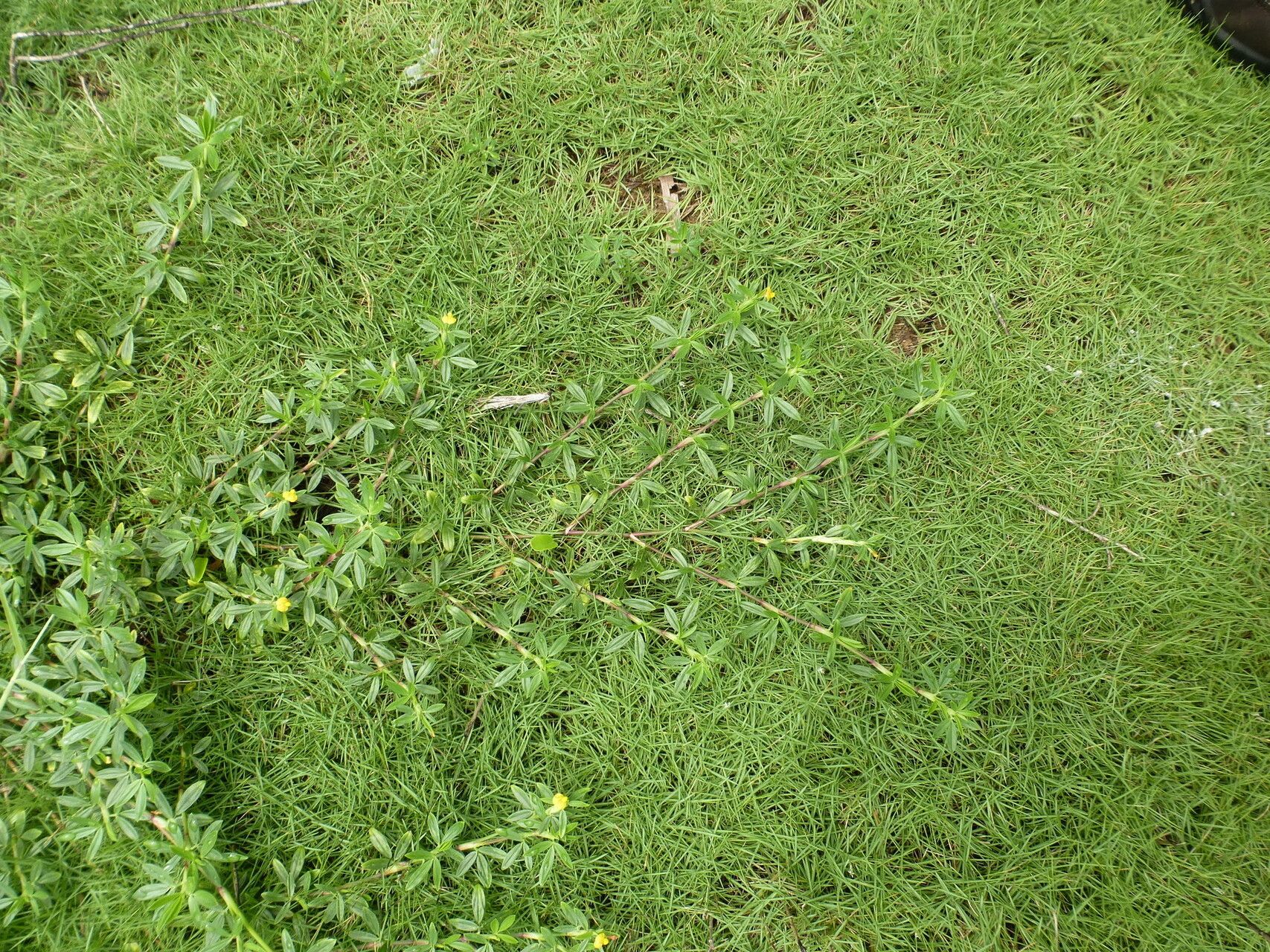 Stylosanthes erecta — related species from the same genus