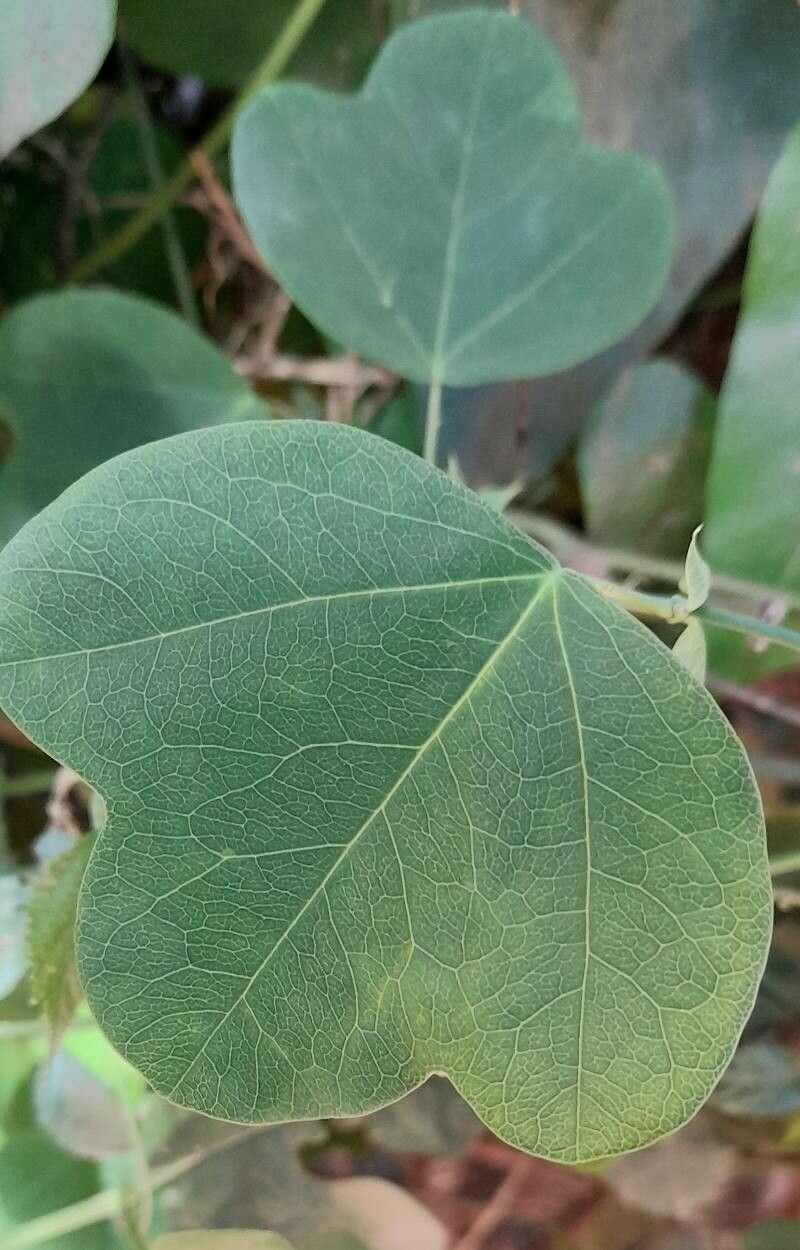 Passiflora elegans — houseplant care guide