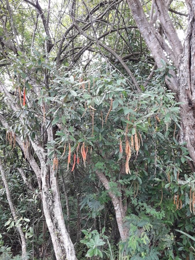 Capparis indica habit