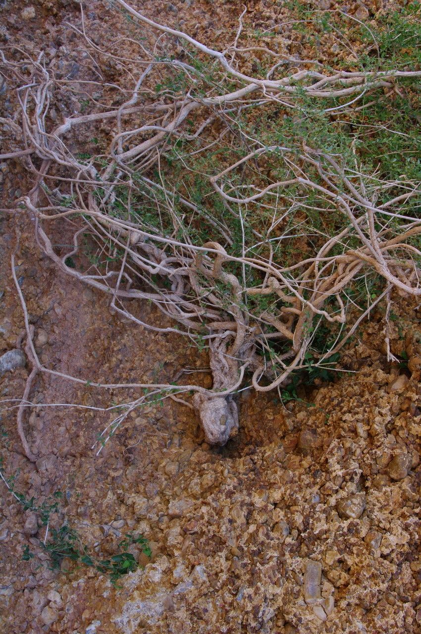 Cocculus pendulus bark