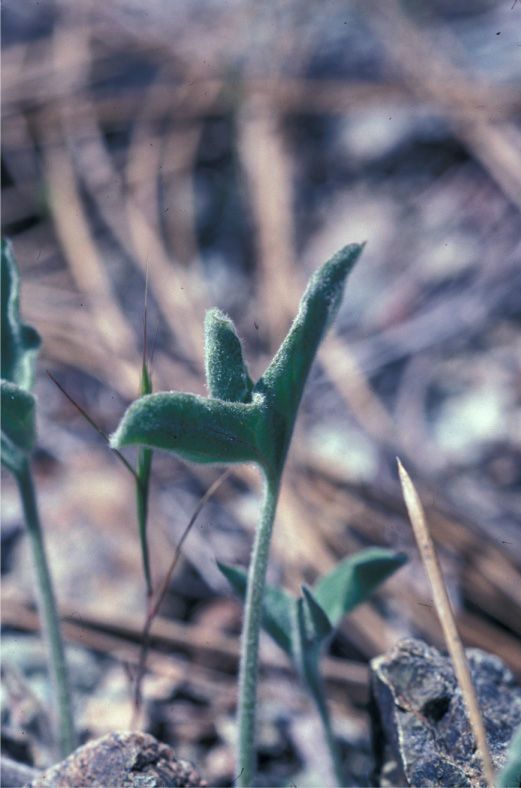 Calystegia collina leaf